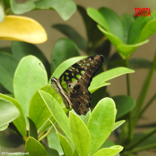 Graphium agamemnon