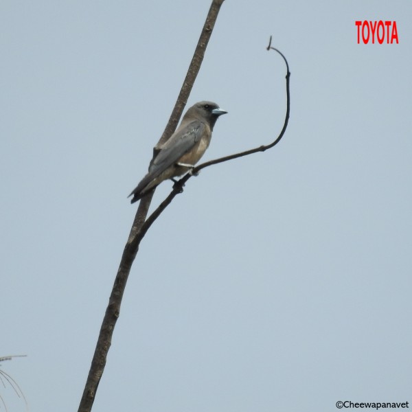 Artamus fuscus
