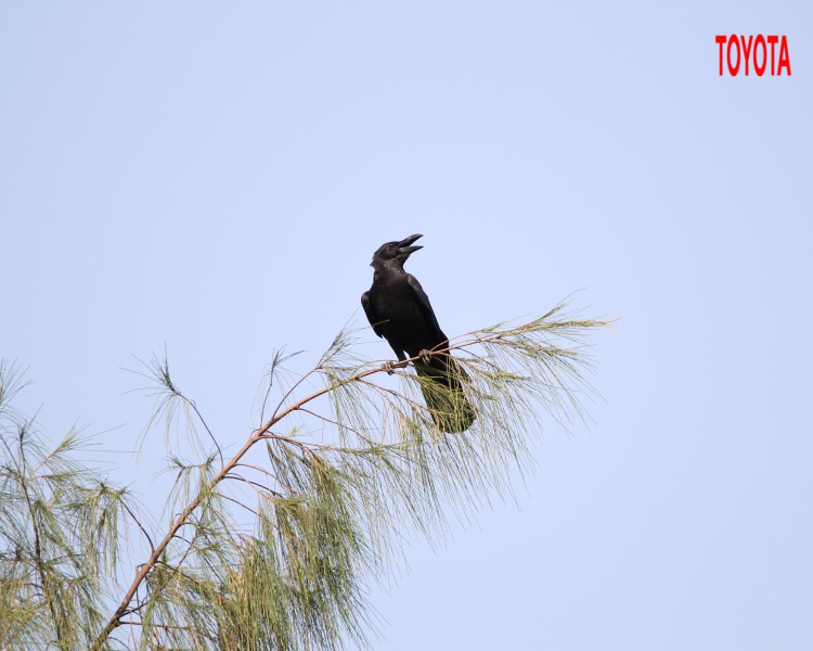 Corvus levaillantii