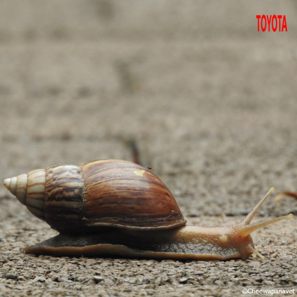 Achatina fulica