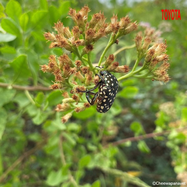 Protaetia niveoguttata