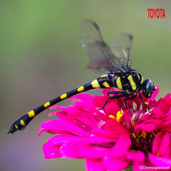 Ictinogomphus decoratus