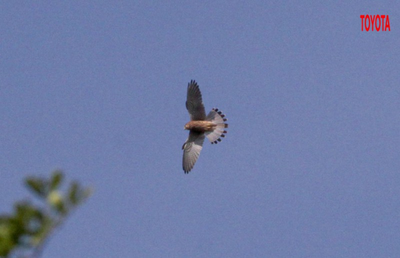 Falco  tinnunculus