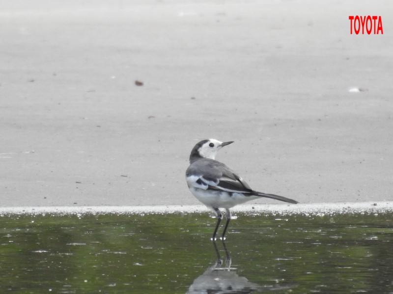 Motacilla alba