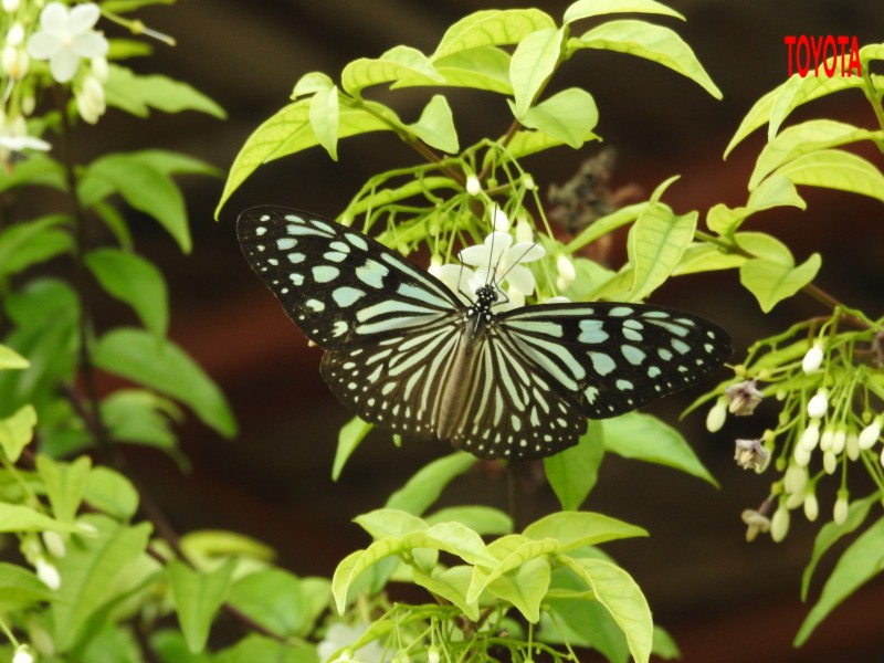 Ideopsis similis