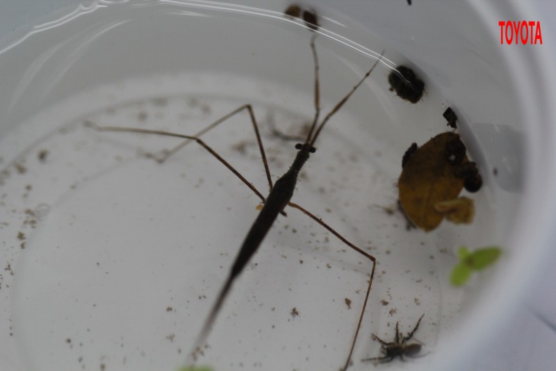 Ranatra linearis