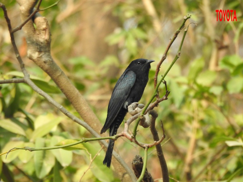 Surniculus lugubris