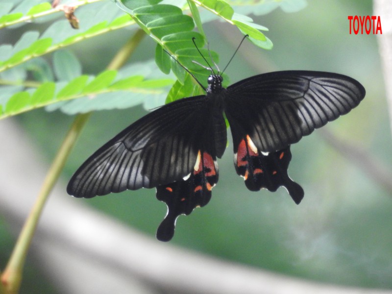 Papilio polytes
