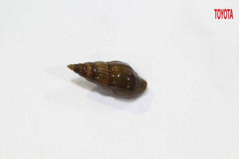 Mieniplotia scabra