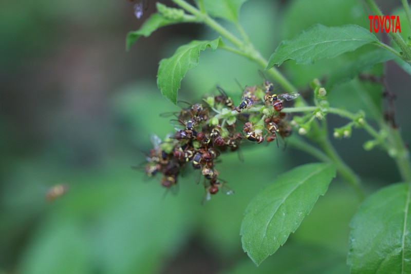 Bactrocera dorsalis