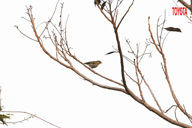 Phylloscopus inornatus