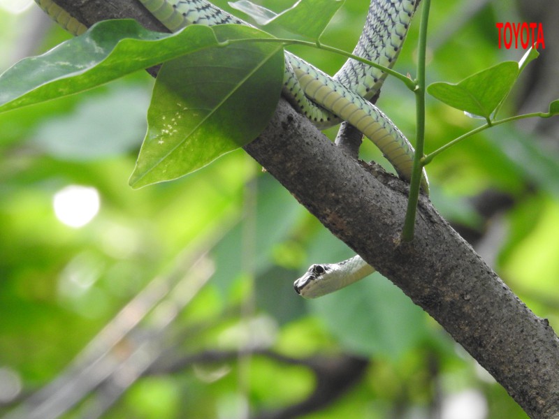 Chrysopelea ornata