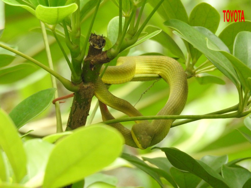 Teimeresurus albolabris