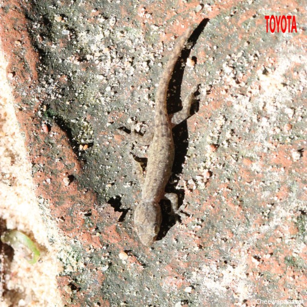 Hemidactylus platyurus