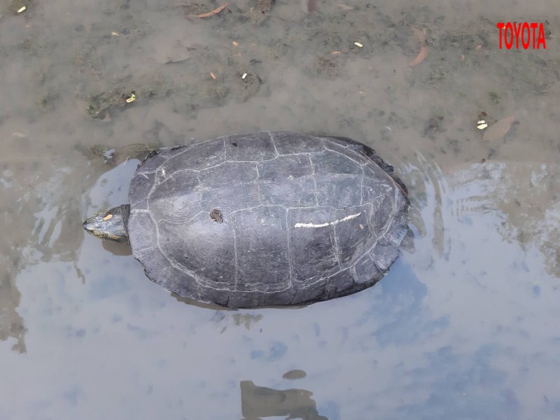 Siebenrockiella crassicollis