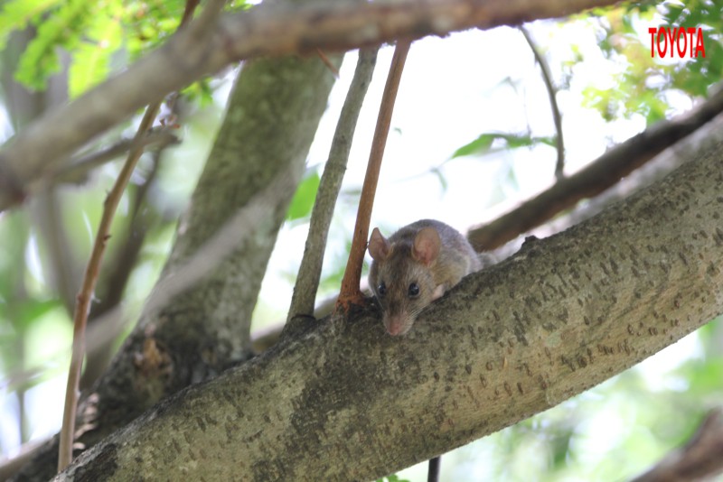Rattus norvegicus
