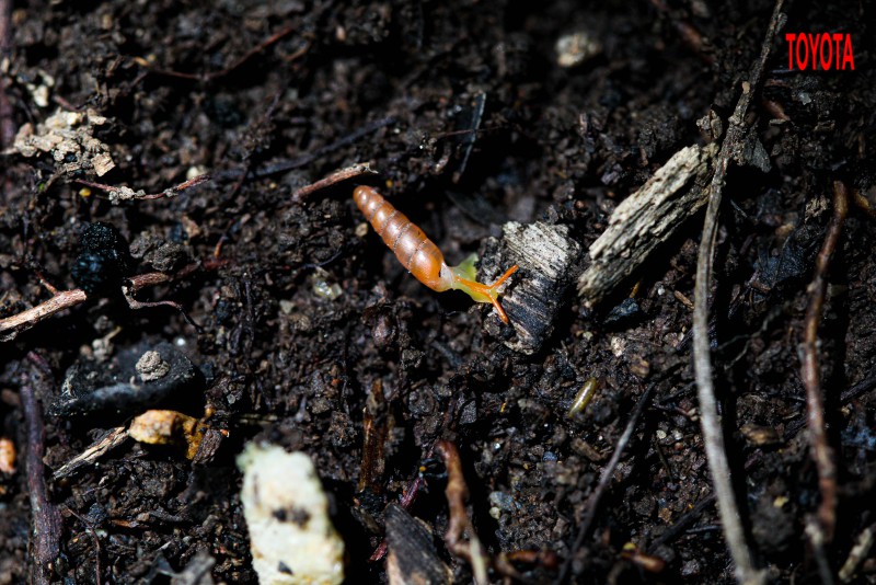 Huttonella bicolor
