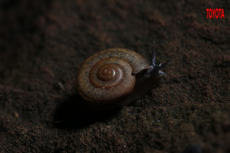 Sarika siamensis