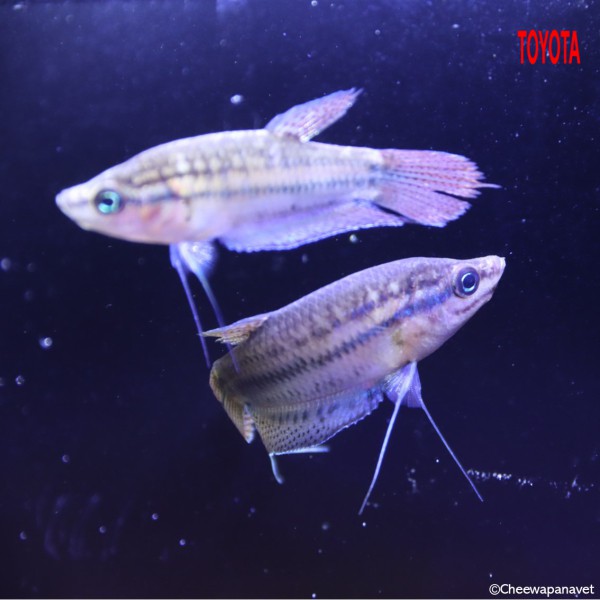 Trichopsis vittata