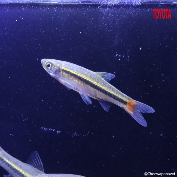 Rasbora borapetensis