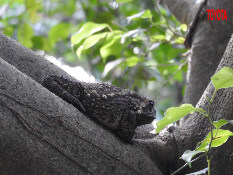 Duttaphrynus melanostictus