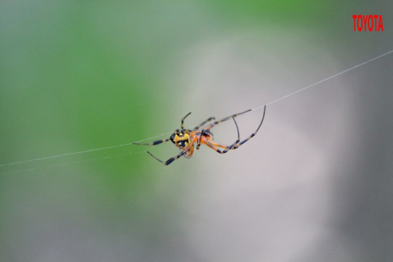 Leucauge tessellata