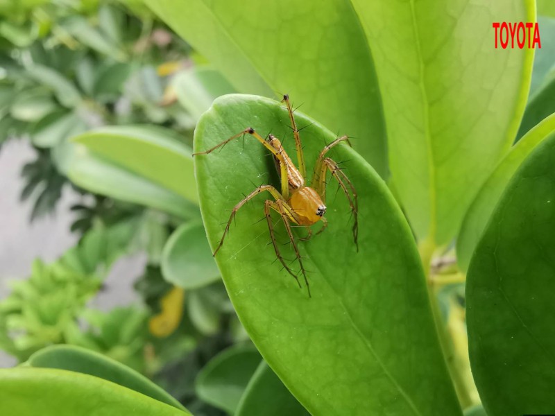 Oxyopes cf. javanus