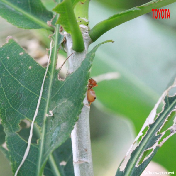 Amyceae forticeps