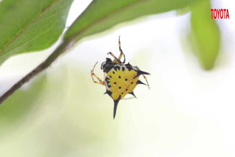 Gasteracantha cancriformis