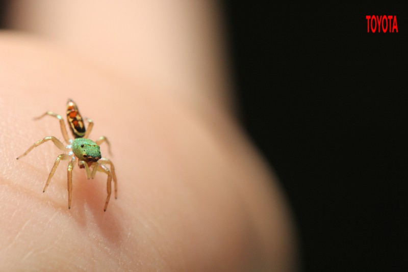 Cosmophasis umbratica