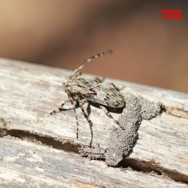 Mesosa nigrofasciaticollis