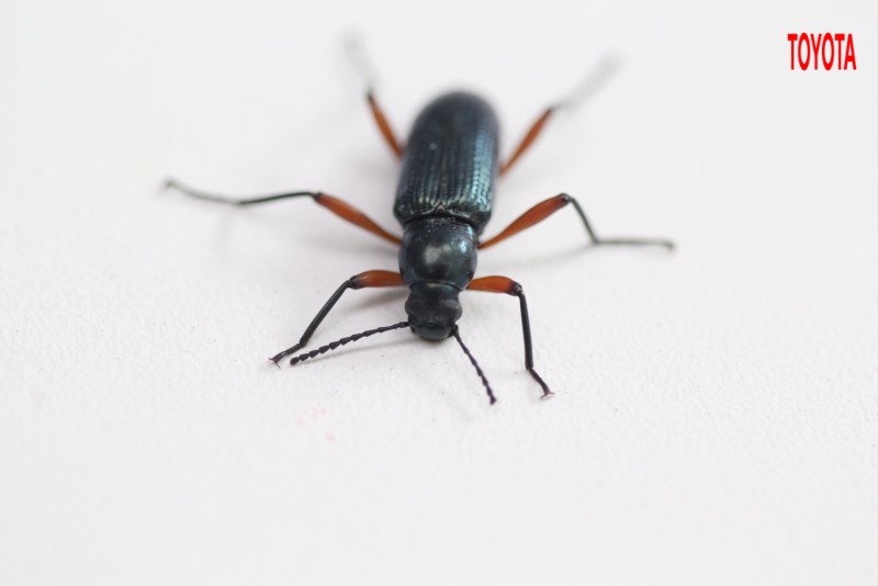 Strongylium erythrocephalum