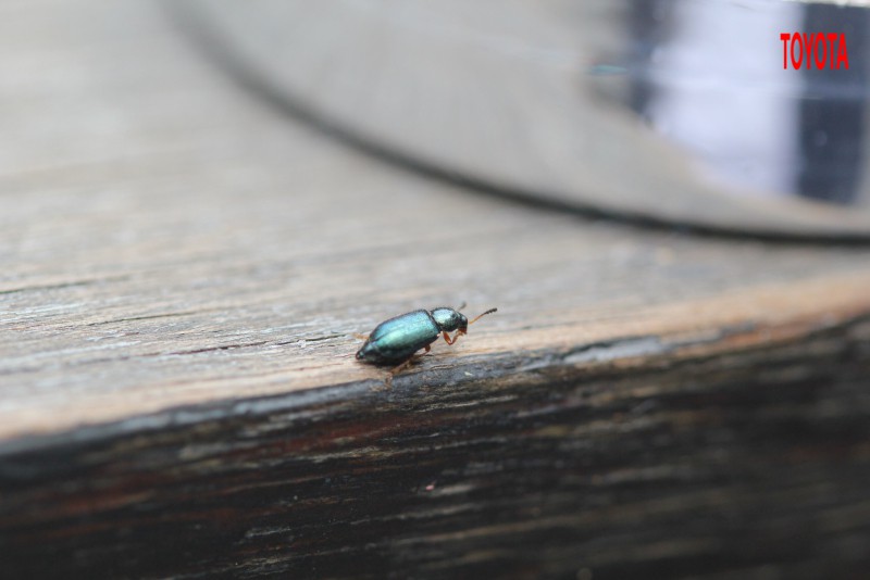 Necrobia rufipes