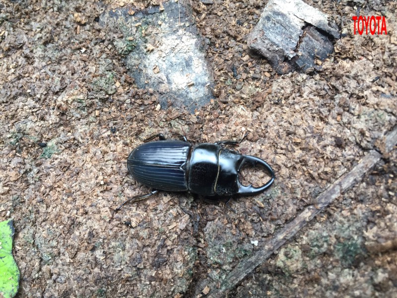 Aegus chelifer
