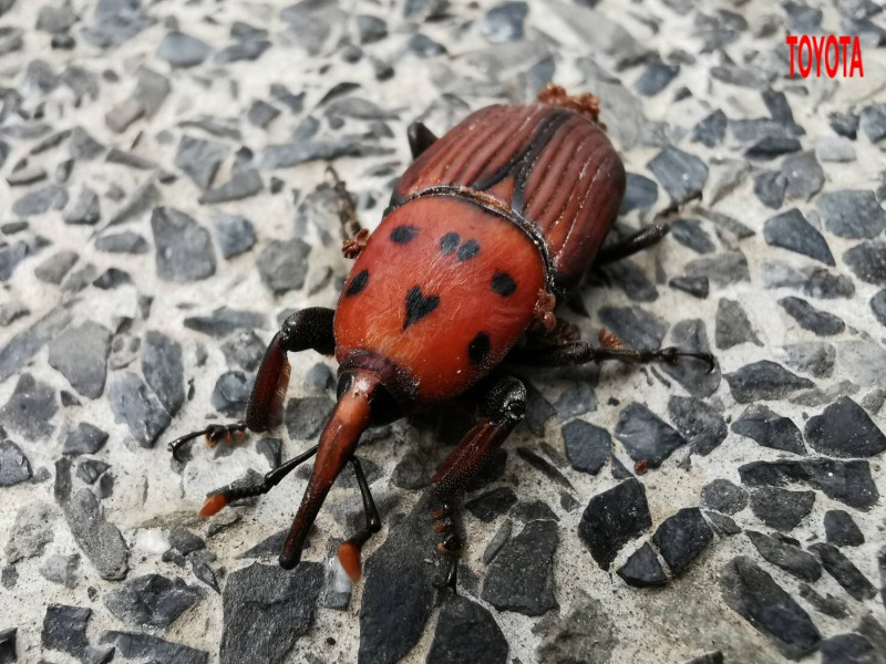Rhynchophorus ferrugineus