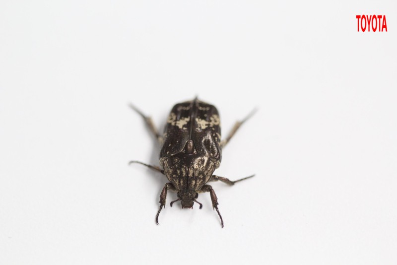 Protaetia acuminata