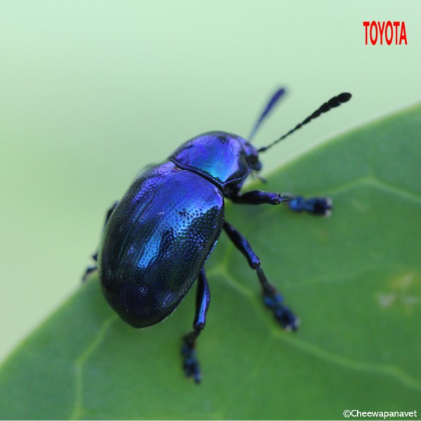 Chrysochus pulcher