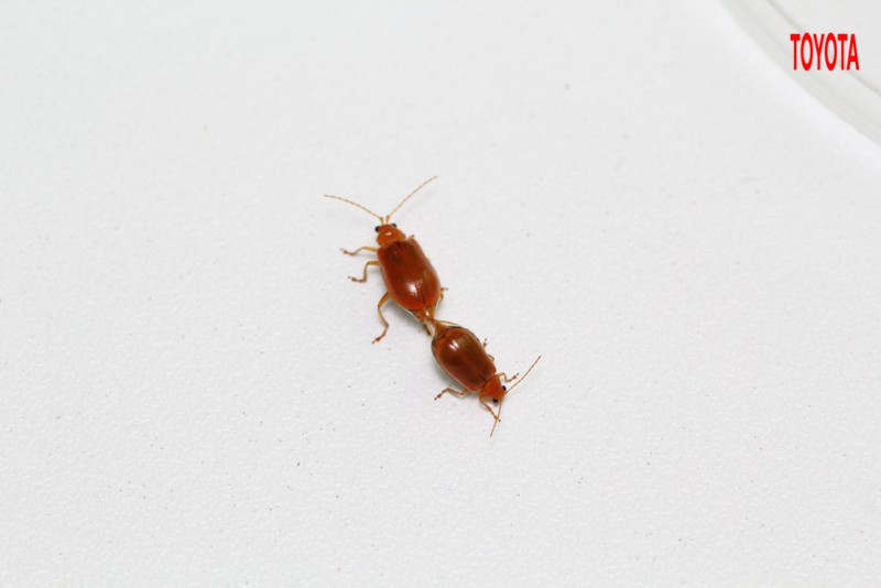 Aulacophora indica