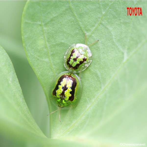 Cassida circumdata