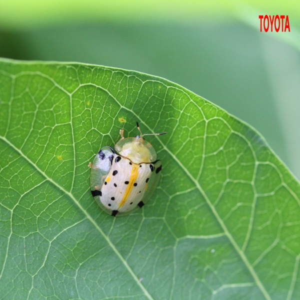 Aspidomorpha miliaris