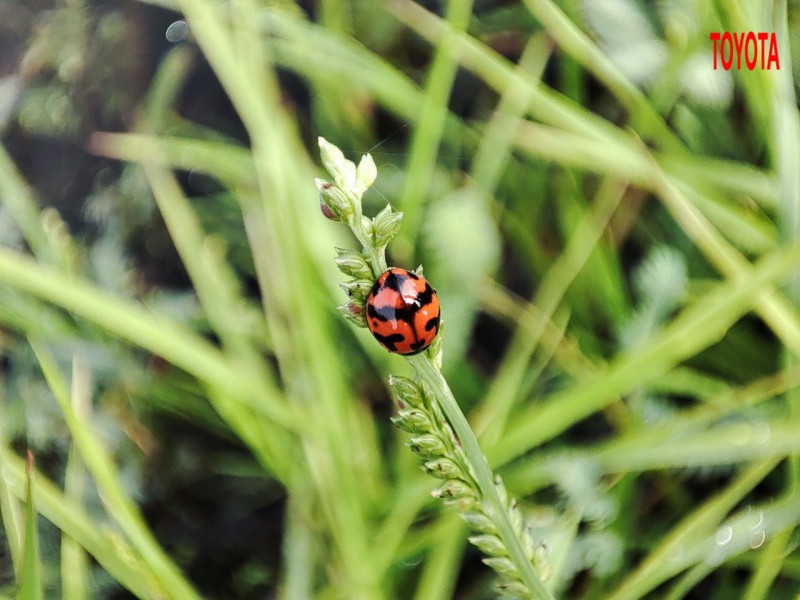 Coccinella transversalis