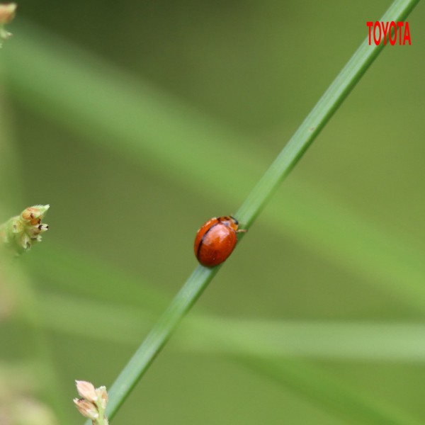 Micraspis discolor