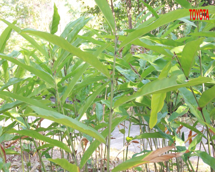 Alpinia galanga
