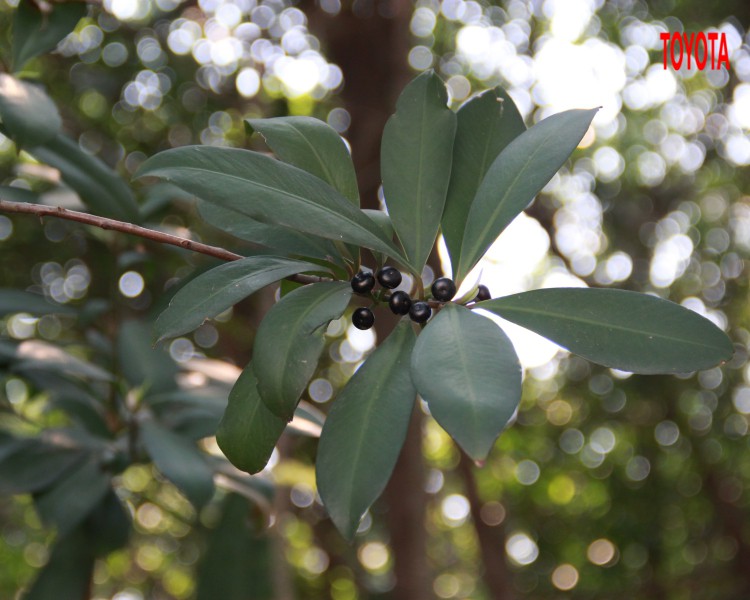 Ardisia elliptica