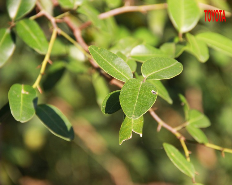 Atalantia monophylla (L.) DC. 