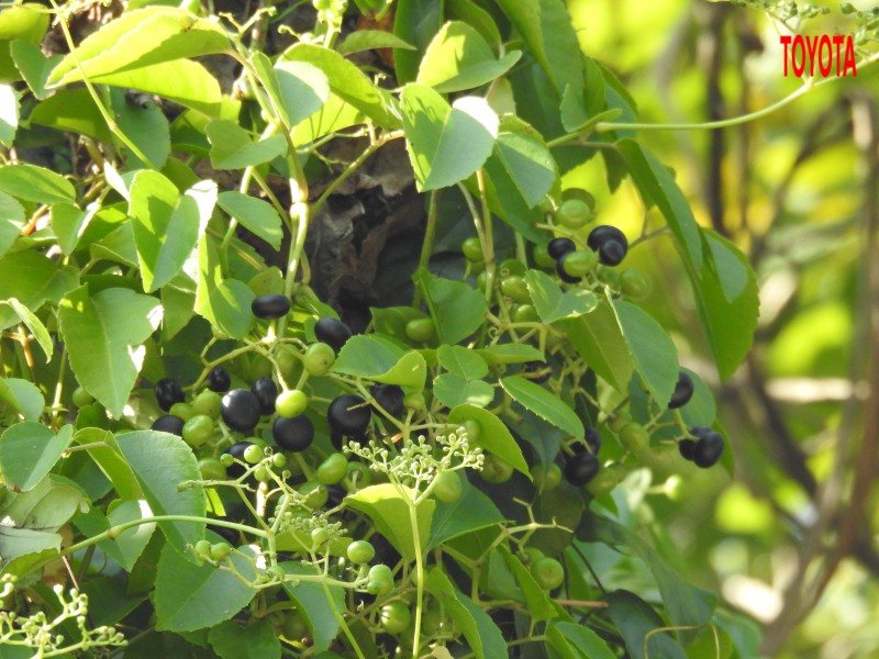 Parthenocissus quinquefolia