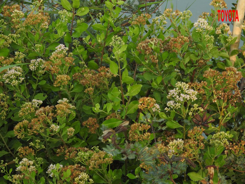 Pluchea indica
