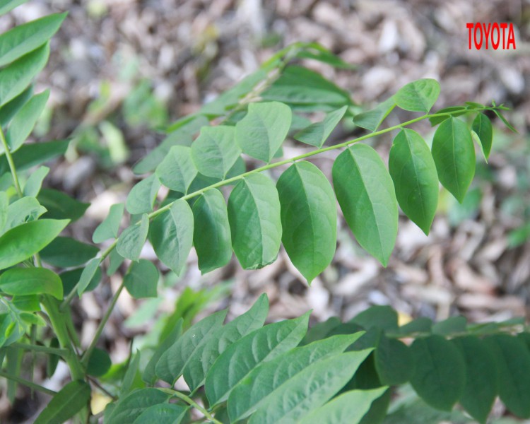 Phyllanthus acidus