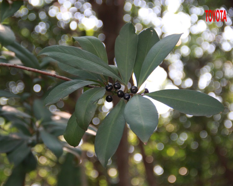 Ardisia polycephala Wall. ex A.DC.