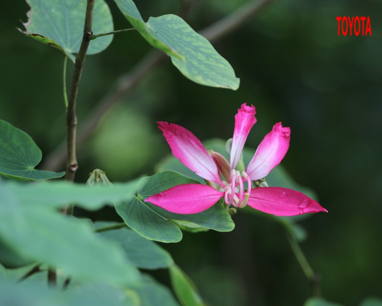 Bauhinia purpurea L. 